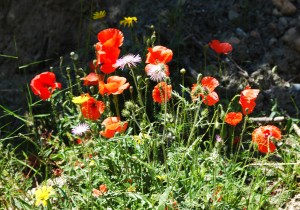 Poppies